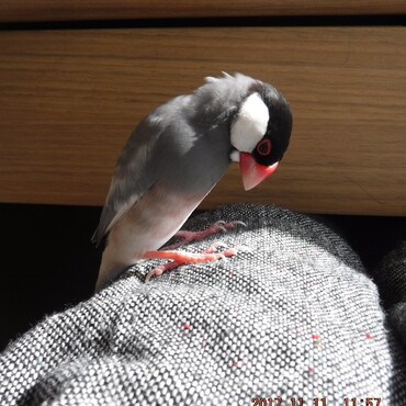 面目ない･･･。