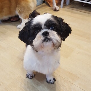 シーズー　4歳の女の子