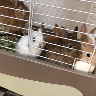 5月22日産まれの子ウサギさん