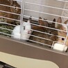 5月22日産まれの子ウサギさん サムネイル1