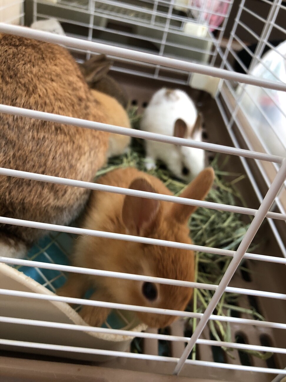 5月22日産まれの子ウサギさん サムネイル2