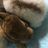 5月22日産まれの子ウサギさん サムネイル4