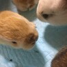 5月22日産まれの子ウサギさん サムネイル5