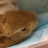 5月22日産まれの子ウサギさん サムネイル6