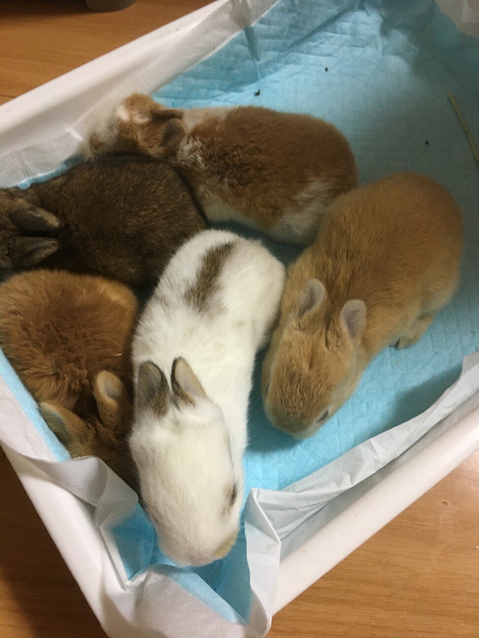 5月22日産まれの子ウサギさん サムネイル7