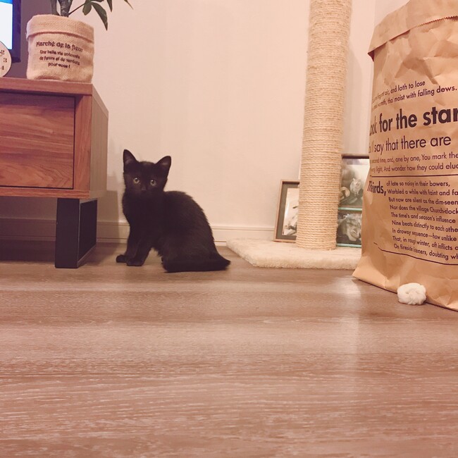 もんたもんちゃんのカバー写真