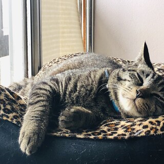 《犬みたいな猫》おもちゃを投げると持ってきます♪