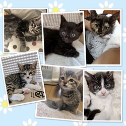 ねこの譲渡会＠サカタニギャラリー サムネイル2