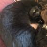 さくさっく