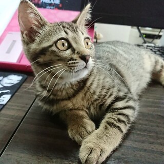 賢くおてんばな甘えん坊さくら