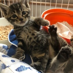 ねこの譲渡会＠サカタニギャラリー サムネイル3