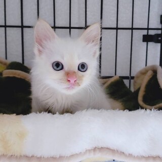 家族が出来ました♡白子猫♀☆推定1ヶ月半〜2ヶ月
