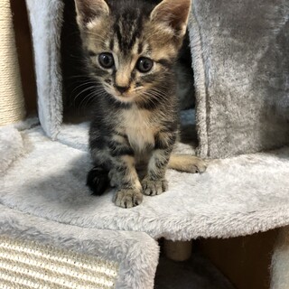 ありがとうございました