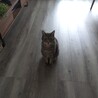 もんたもんちゃん