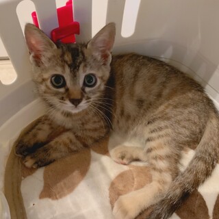 家族が出来ました♡茶系キジトラ子猫♀推定2ヶ月齢☆