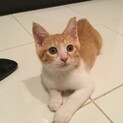 とっても可愛く、賢い茶白の男の子2ヶ月です。