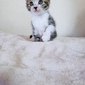 家族が出来ました♡推定1ヶ月半〜2ヶ月キジ白子猫♀