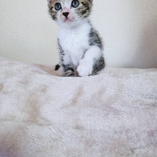 家族が出来ました♡推定1ヶ月半〜2ヶ月キジ白子猫♀