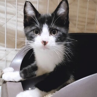 家族が出来ました♡推定2ヶ月半齢☆ハチワレ♂