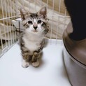 家族が出来ました♡推定2ヶ月半齢☆可愛いキジ白♀