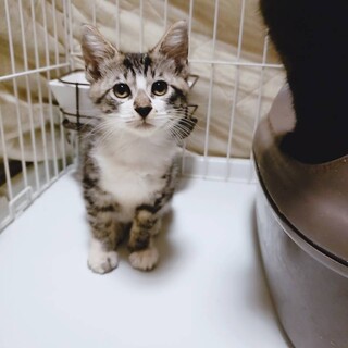 家族が出来ました♡推定2ヶ月半齢☆可愛いキジ白♀