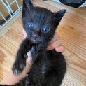 生後1ヶ月くらいの黒猫3匹