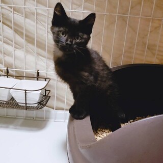 家族が出来ました♡黒猫子猫♀美猫ちゃん♡