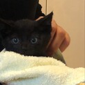 お母さんとはぐれてしまった子猫