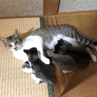 Ｒ２年５月１５日生まれ　子猫３匹＋母猫の里親募集☆