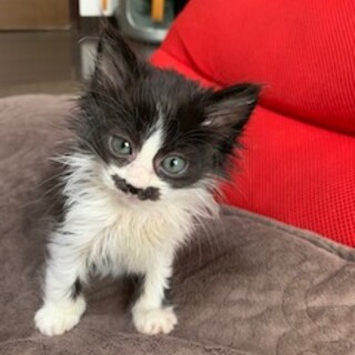 お陰様で良い里親さんが見つかりました