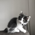 長毛 子猫 里親募集
