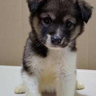 【保健所レスキュー】フワフワ熊みたいな女の子