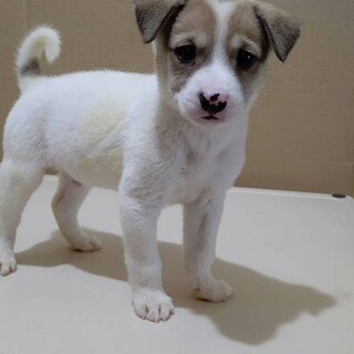 【保健所レスキュー】ピンクのお鼻がキュートな男の子