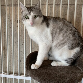 正式譲渡♥地域猫レスキュー　シュガー