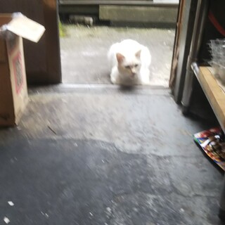 助けてください！捨てられてさまよっていた猫