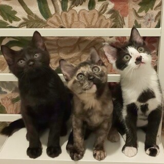 【6/21お台場】初心者歓迎！超甘えん坊3兄弟