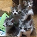 サバトラ系子猫4匹（♂2匹　♀2匹）