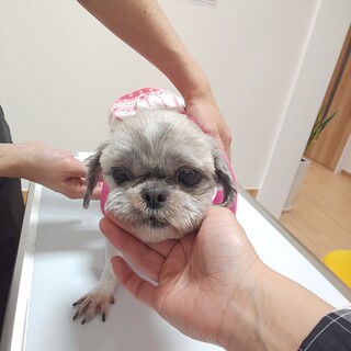 人間の商売道具として16年間閉じ込められてた子