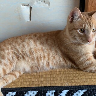 茶トラの男の子 やんちゃです