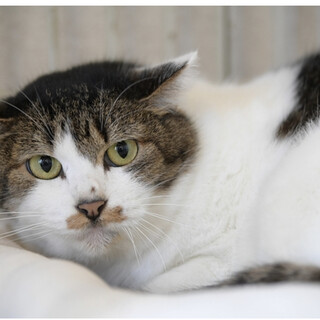 おばあさん猫「シロちゃん」心を開いてくれるまで、、