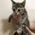 生後2ヶ月！キジトラ♀里親募集中