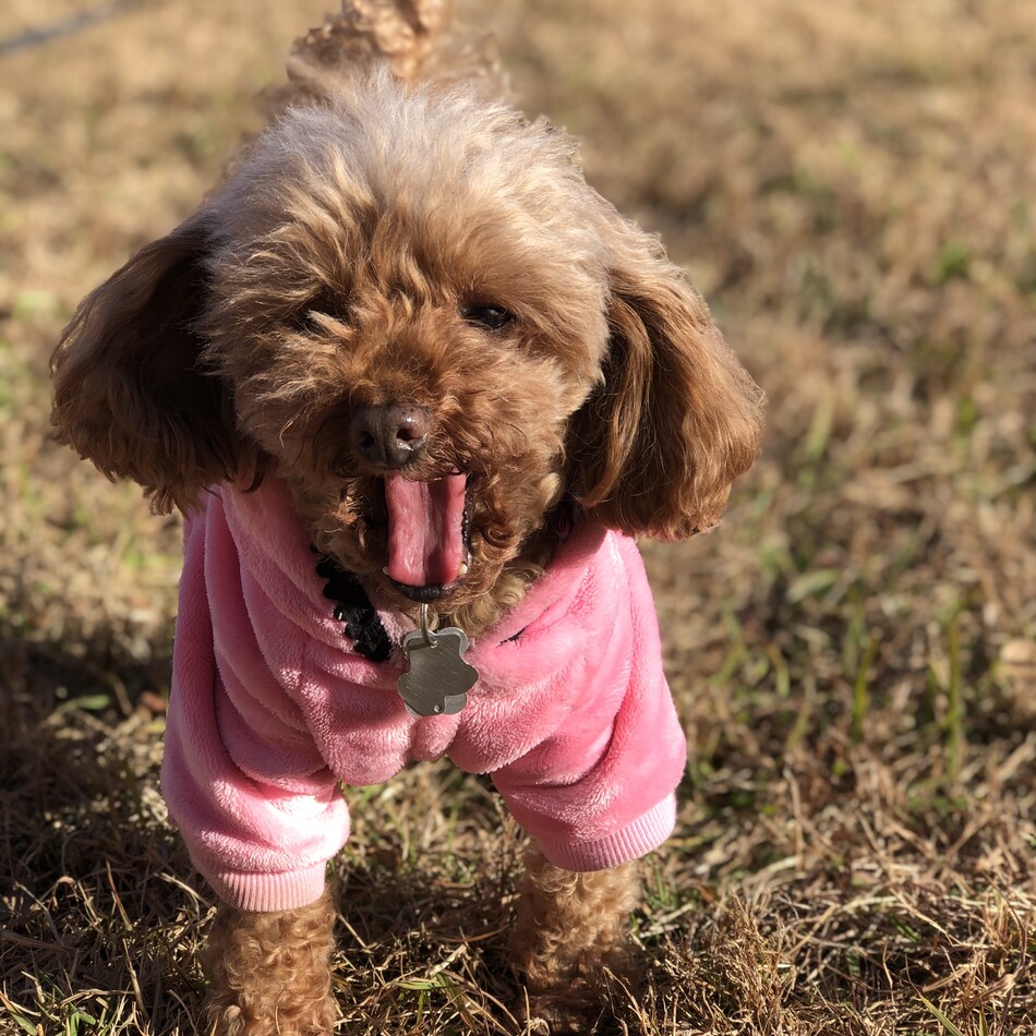 いろはのカバー写真