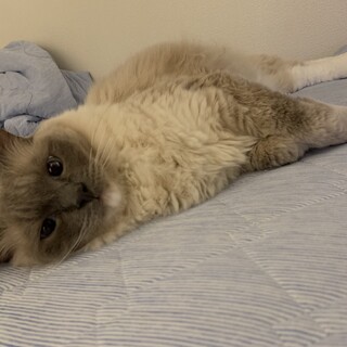 ラグドール♂6歳