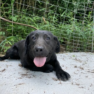 黒ラブの女の子(一旦停止します)