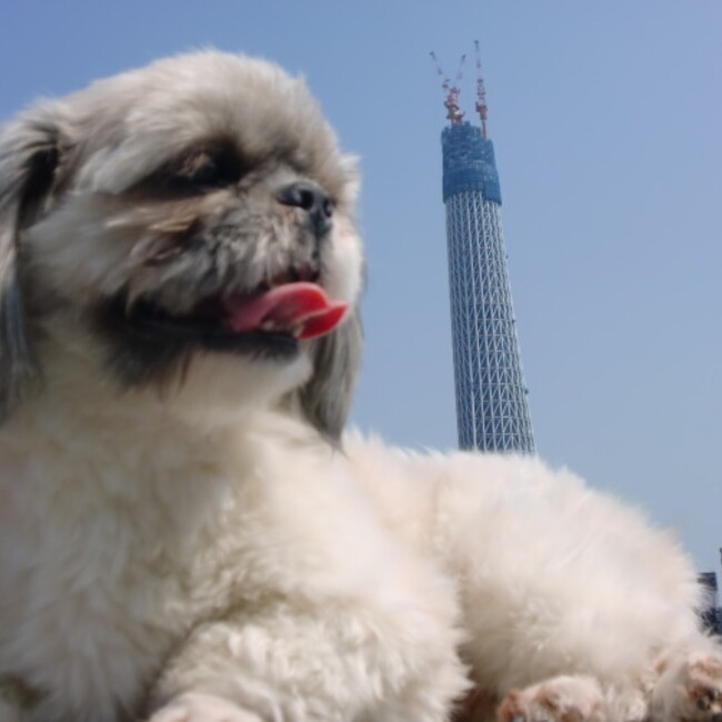 アクシズのカバー写真