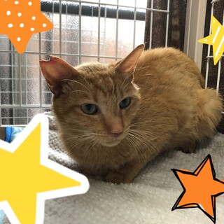 ★ニャンコ好きの茶トラ君★