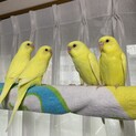セキセイインコ　里親募集します。