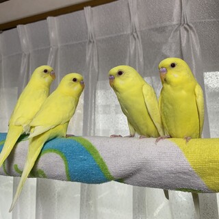 セキセイインコ　里親募集します。