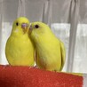 セキセイインコ　里親募集します。 サムネイル2