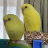 セキセイインコ　里親募集します。 サムネイル3